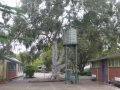 Eucalyptus Maidenii planted 1953 & the Water tank 1957 (576x768)